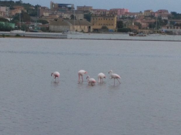 fenicotteri a San Giovanni sex