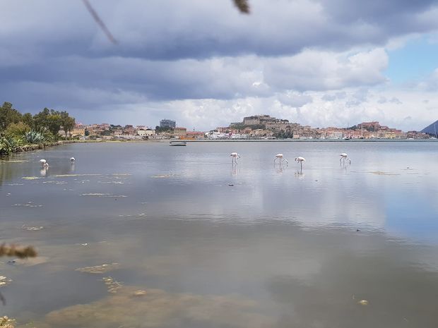 fenicotteri sei a San Giovanni