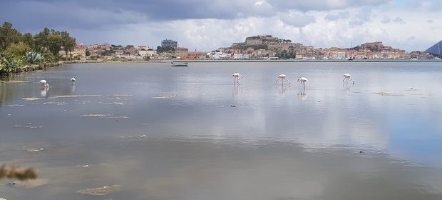 fenicotterii a San Giovanni cope