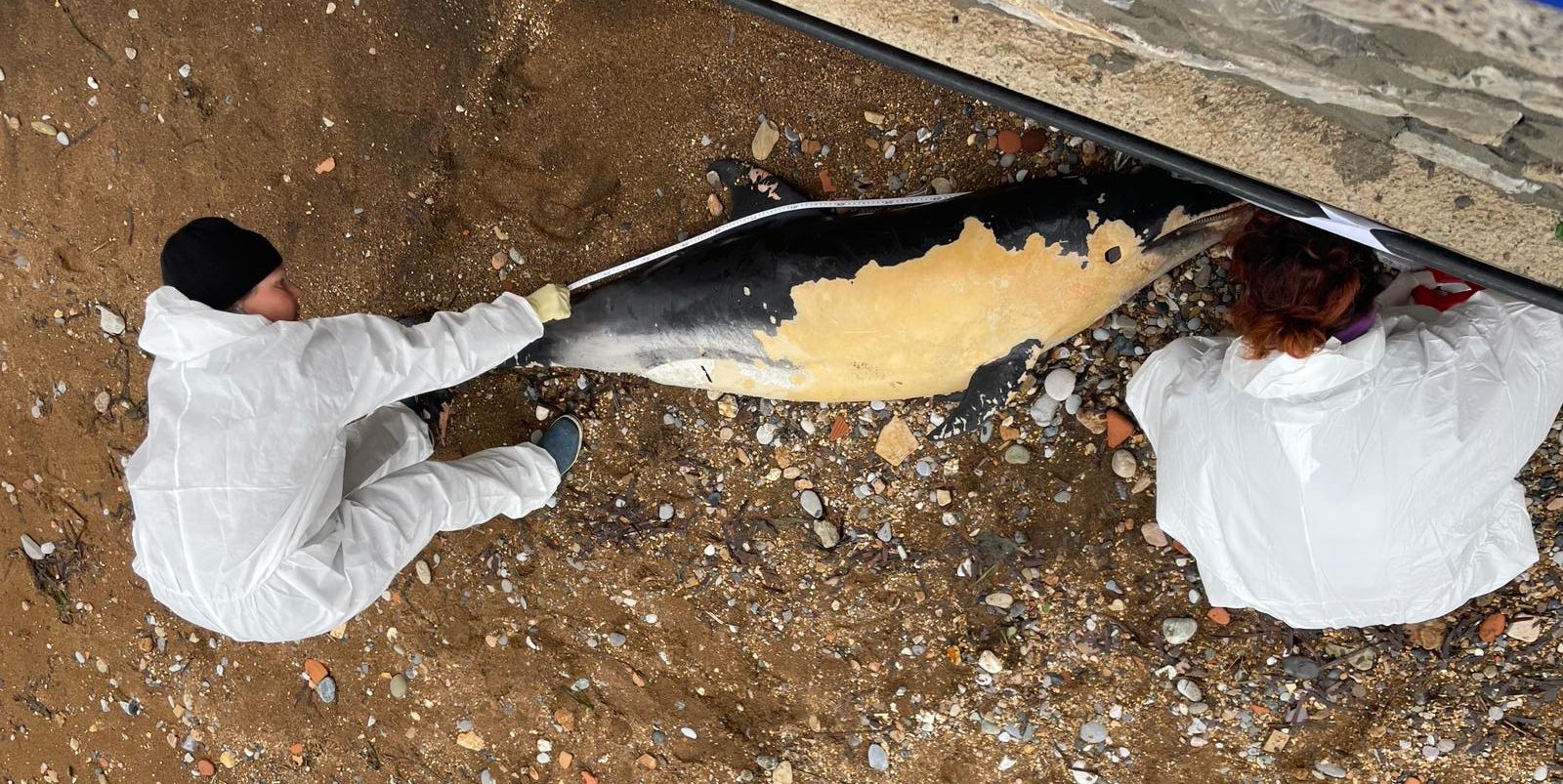 stenella spiaggiata rio (1)