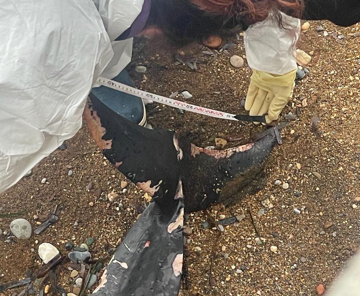 stenella spiaggiata rio (3)