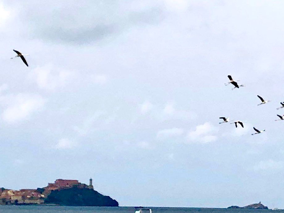 stormo gru fabricia 2