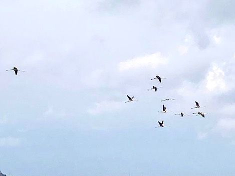 stormo gru fabricia 3