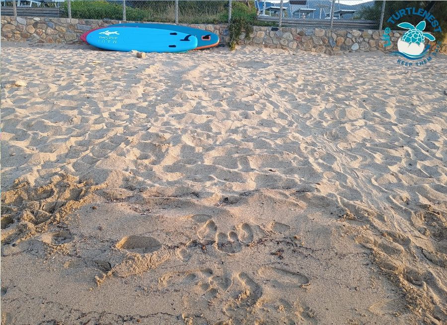 tartaruga Lacona bis 1