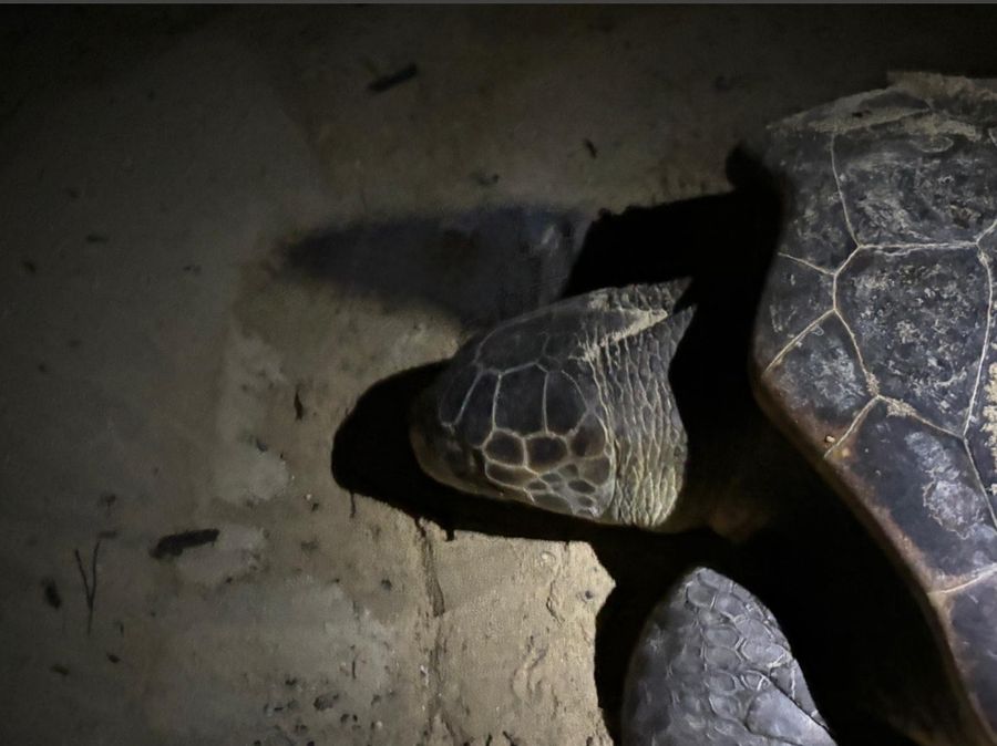 tartaruga Campo all'Aia 1