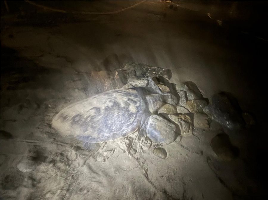 tartaruga Campo all'Aia 2