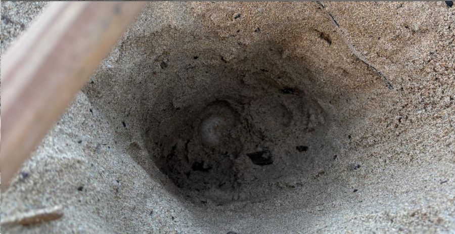 tartaruga Campo all'Aia 4