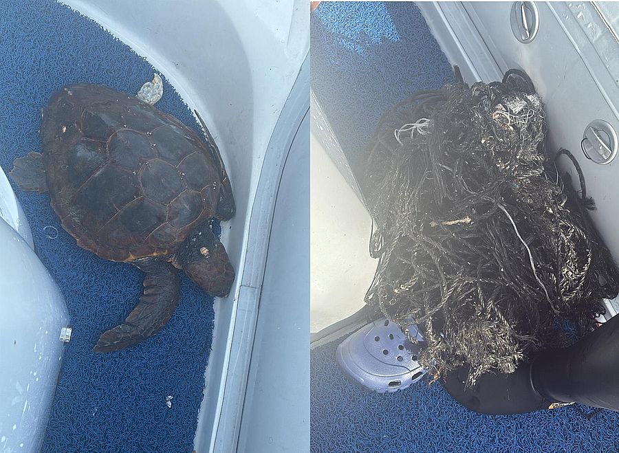 tartaruga marina impigliata Cavoli 1