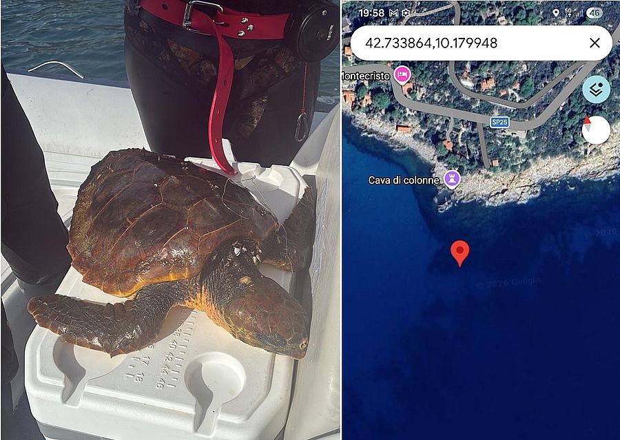 tartaruga marina impigliata Cavoli 2