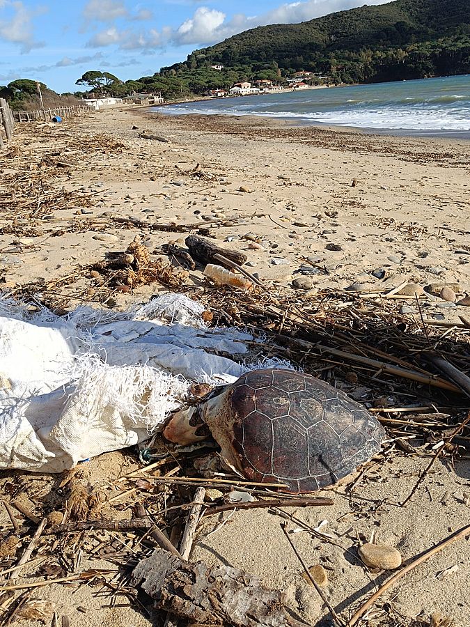 tartaruga marina impigliata Lacona 1