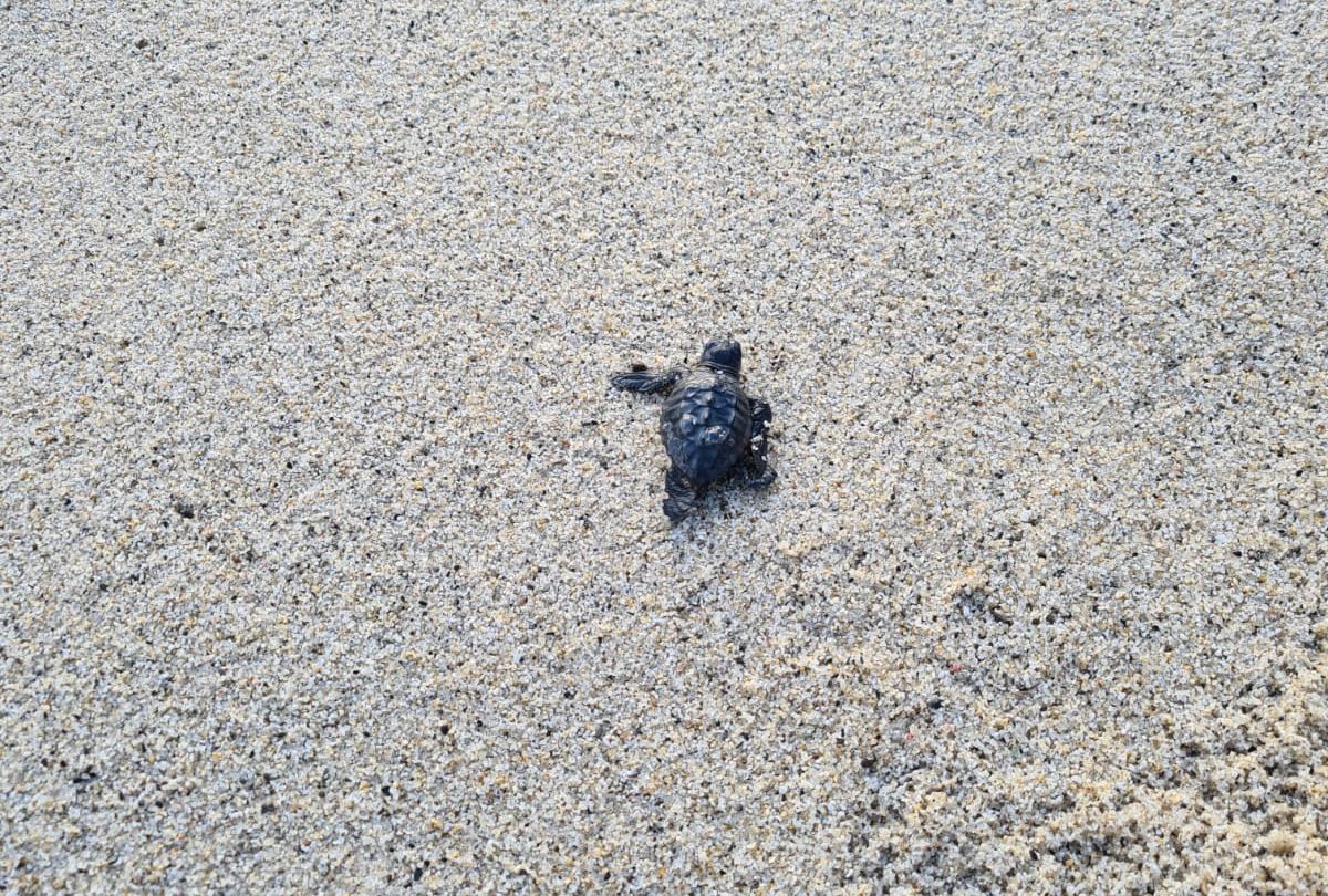 Nascita tartarughe marine Fetovaia 6