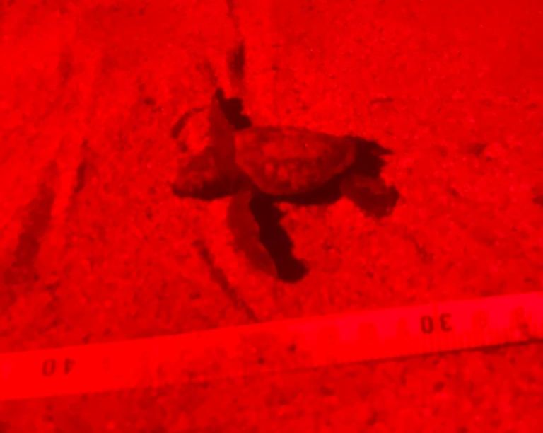 Tartaruga galenzana giorno 2 1