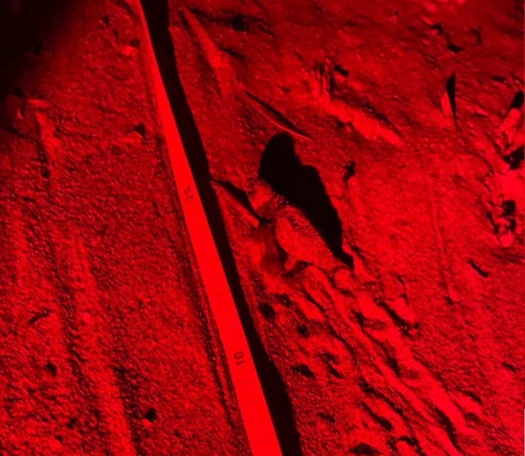 Tartaruge 7   8 agosto 0