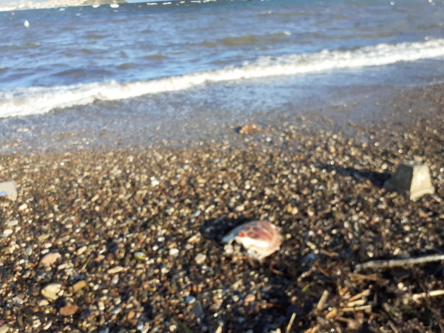 tartaruga spiaggiata bagnaia