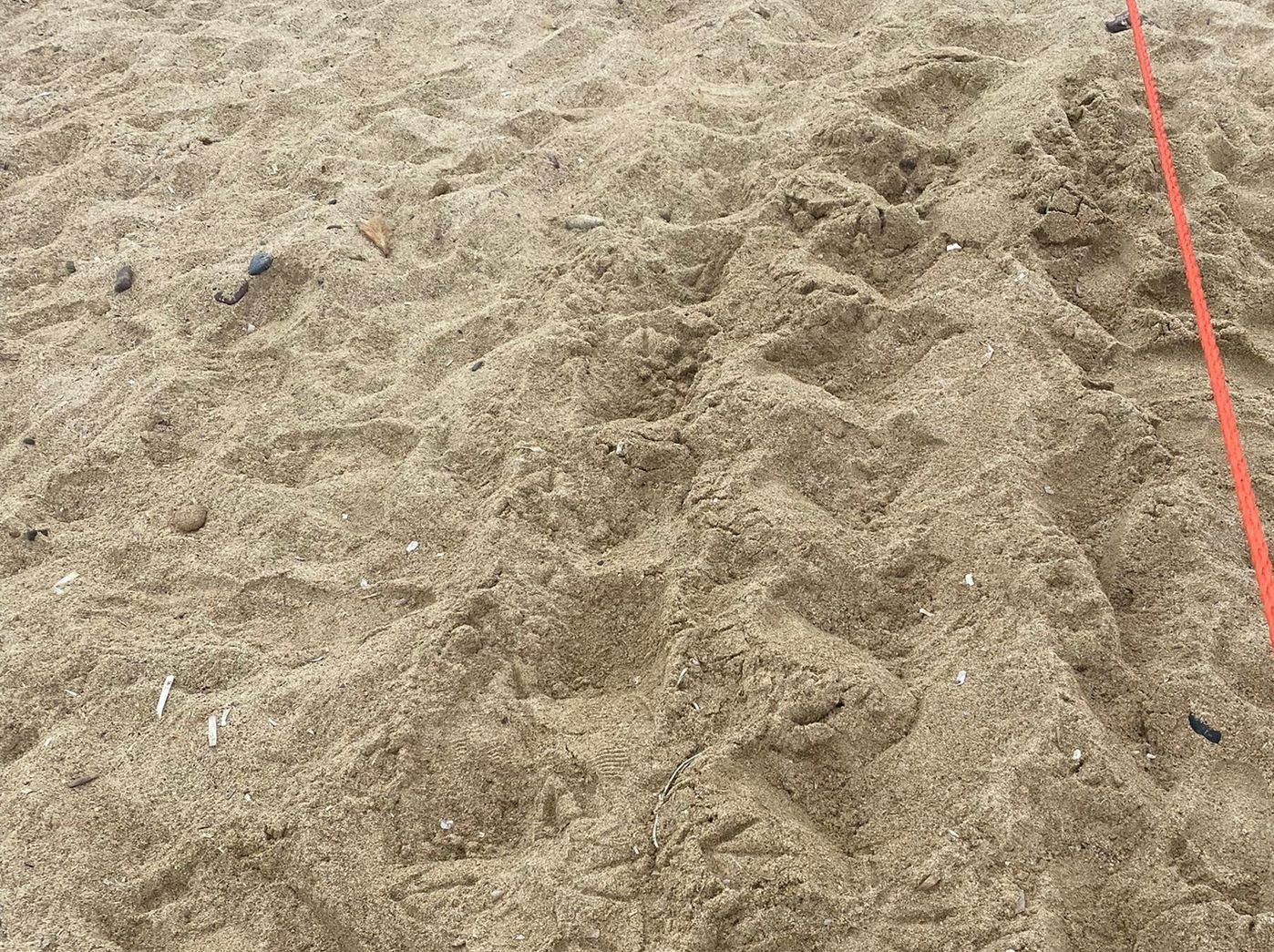 Tracce tartarughe marine Lacona 1