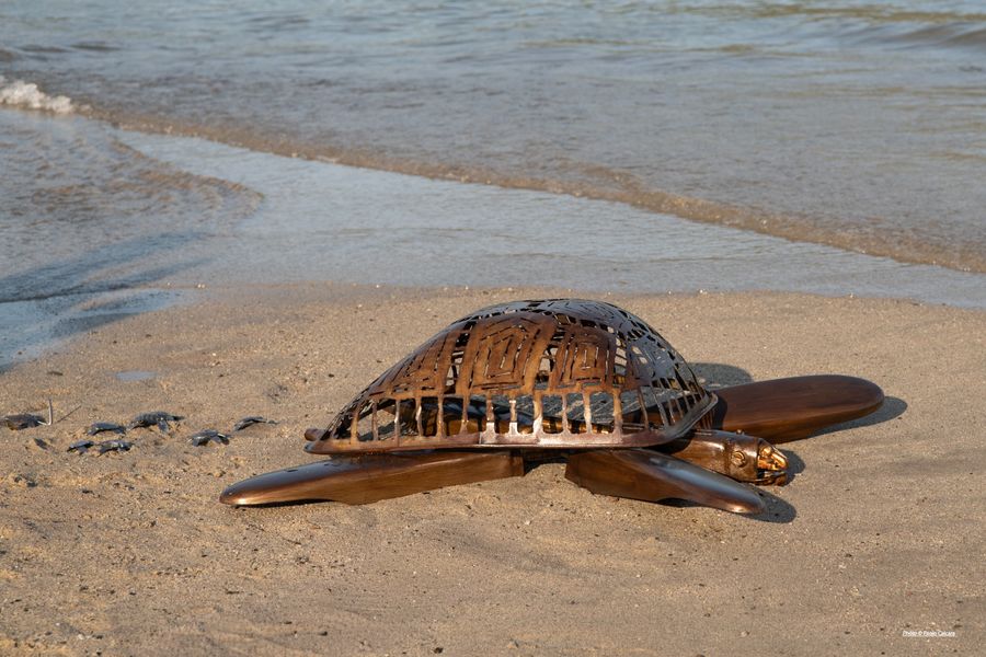 tartarughe polesi (3)