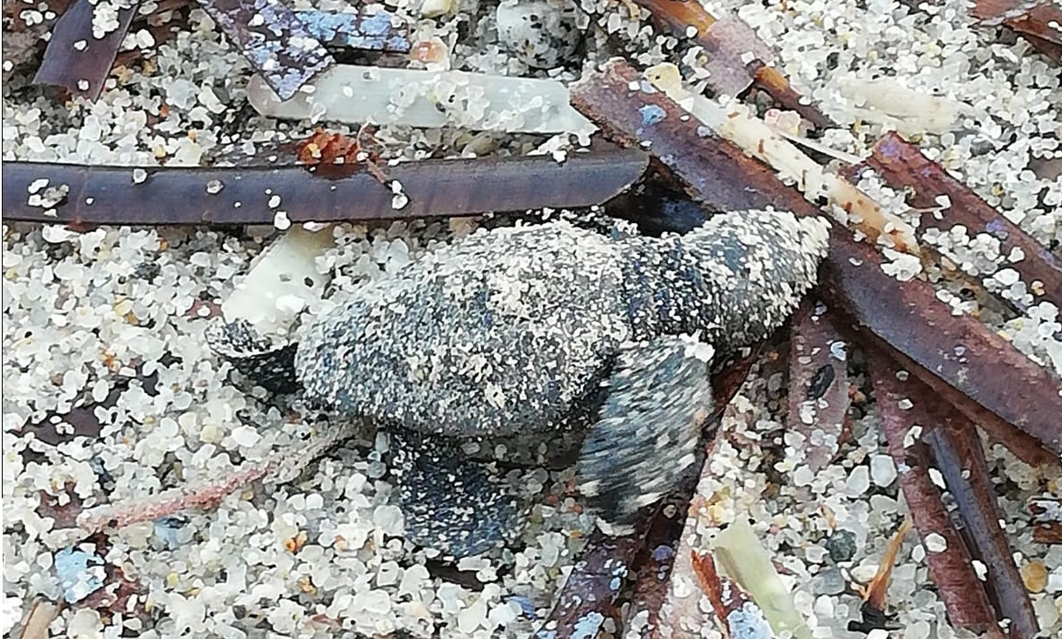 307142096 10225196681776870 7924418568185769689 n