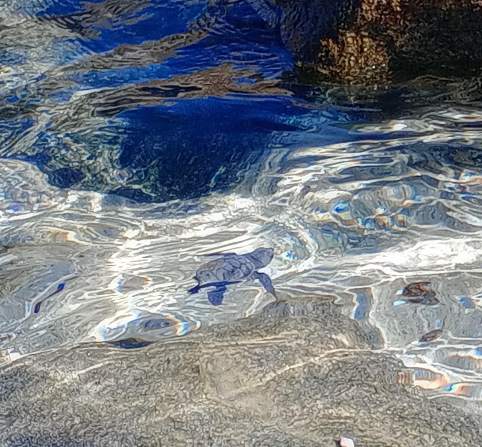 Tartarughine Sant'Andrea 2