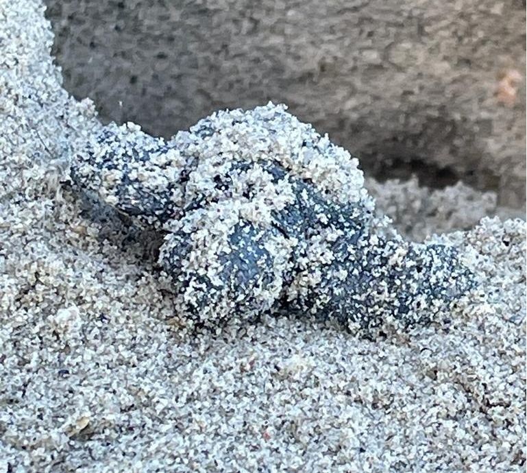 Tartarughine SantAndrea 3