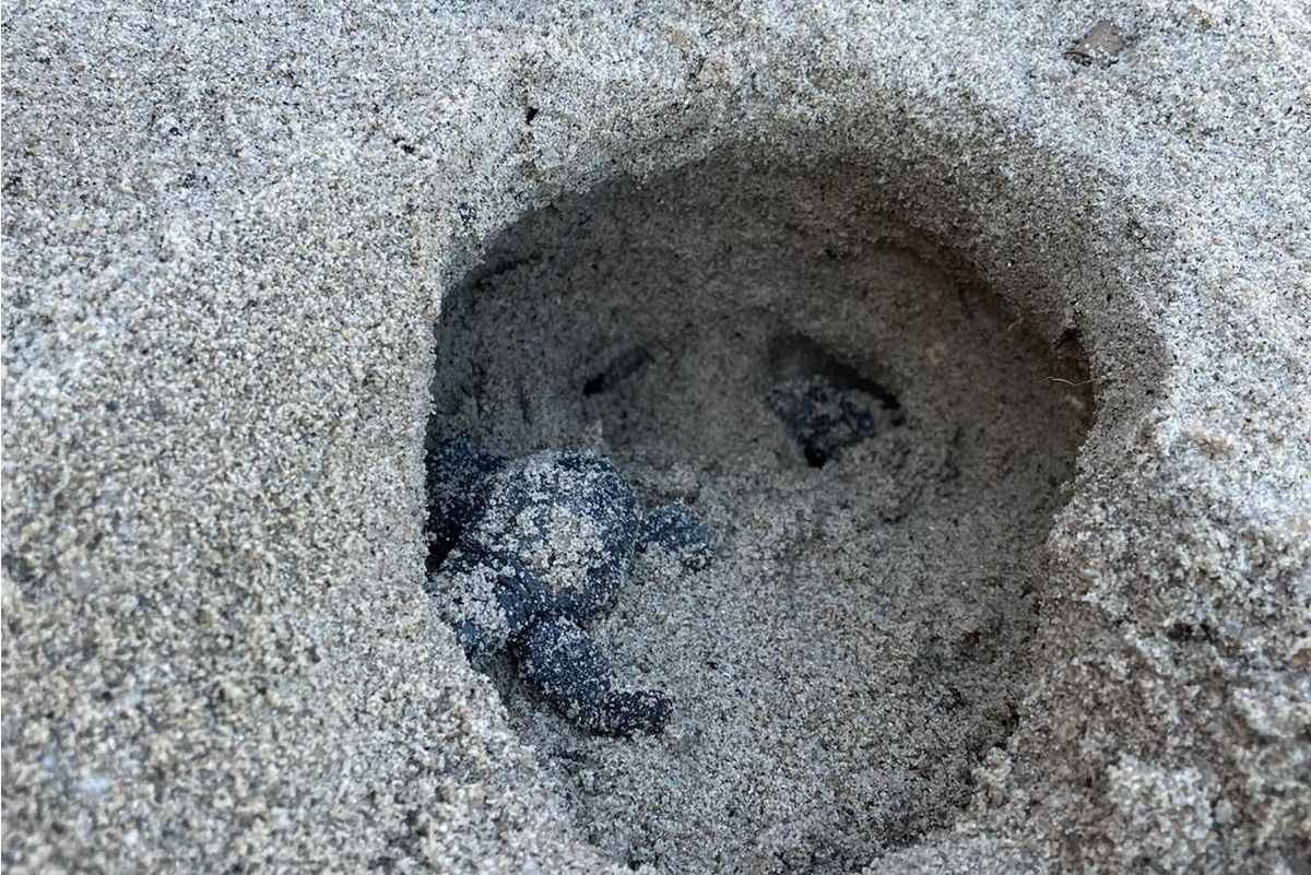 Tartarughine SantAndrea 4