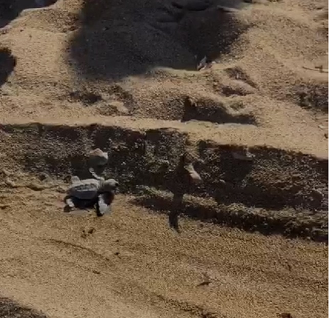 tartarughine Morcone 1