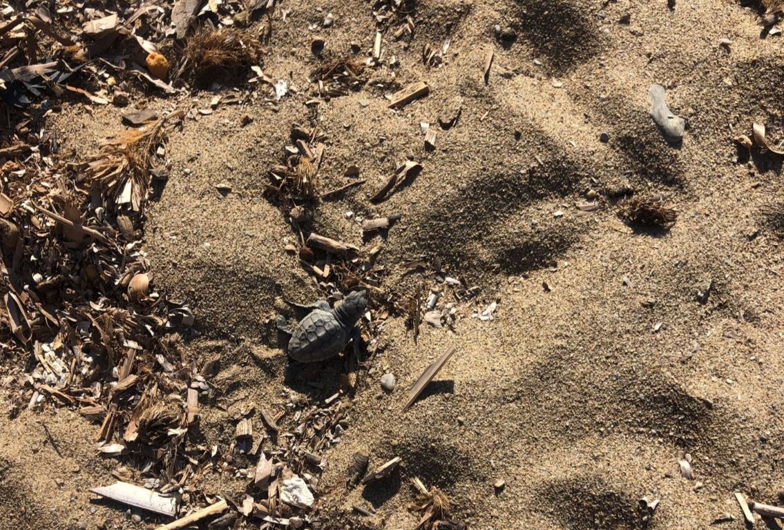 tartarughine Morcone 3