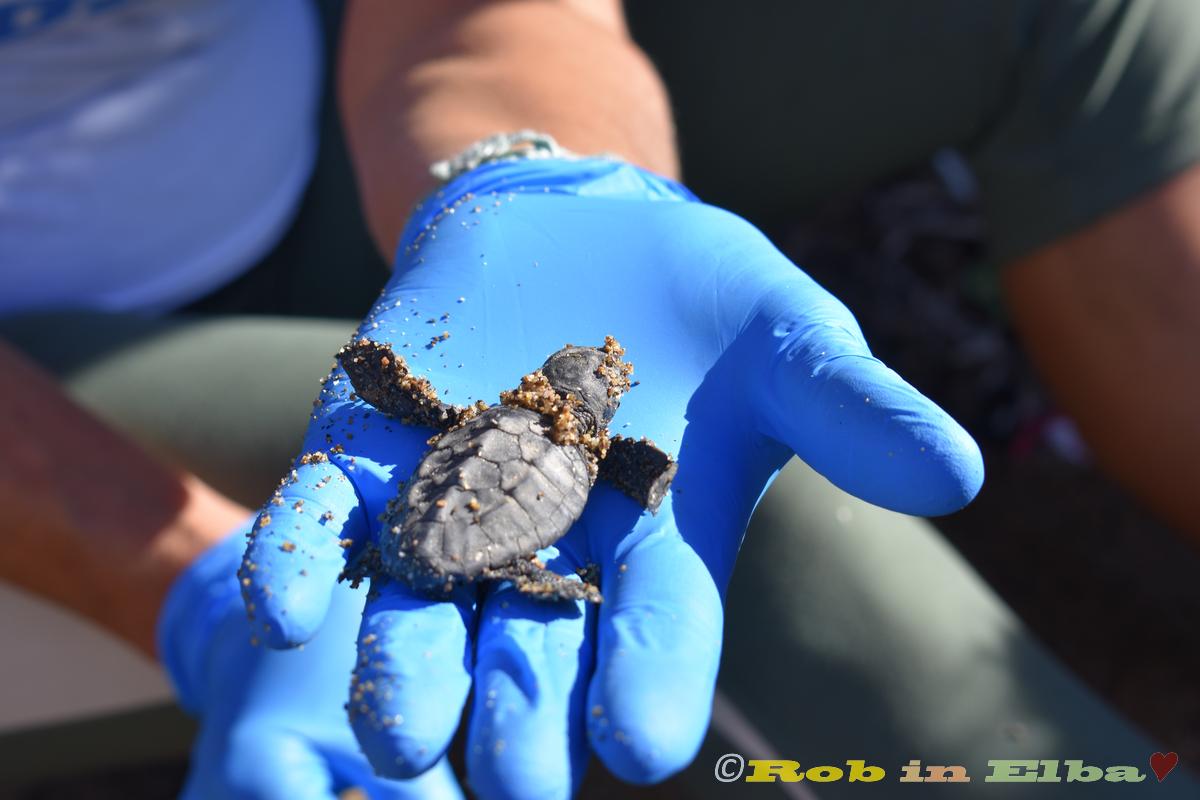 tartarughine barsaglini  (3)