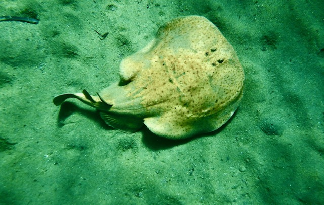 torpedine marmorizzata Pareti (1)