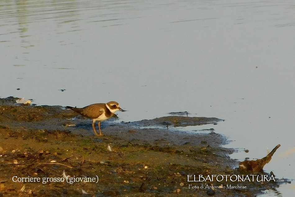 4 Corriere grosso foto Marchese