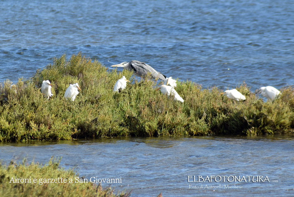 6 Aironi San Giovanni Foto Marchese