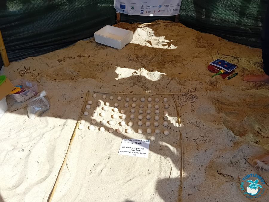 apertura nido Marina di Campo 8