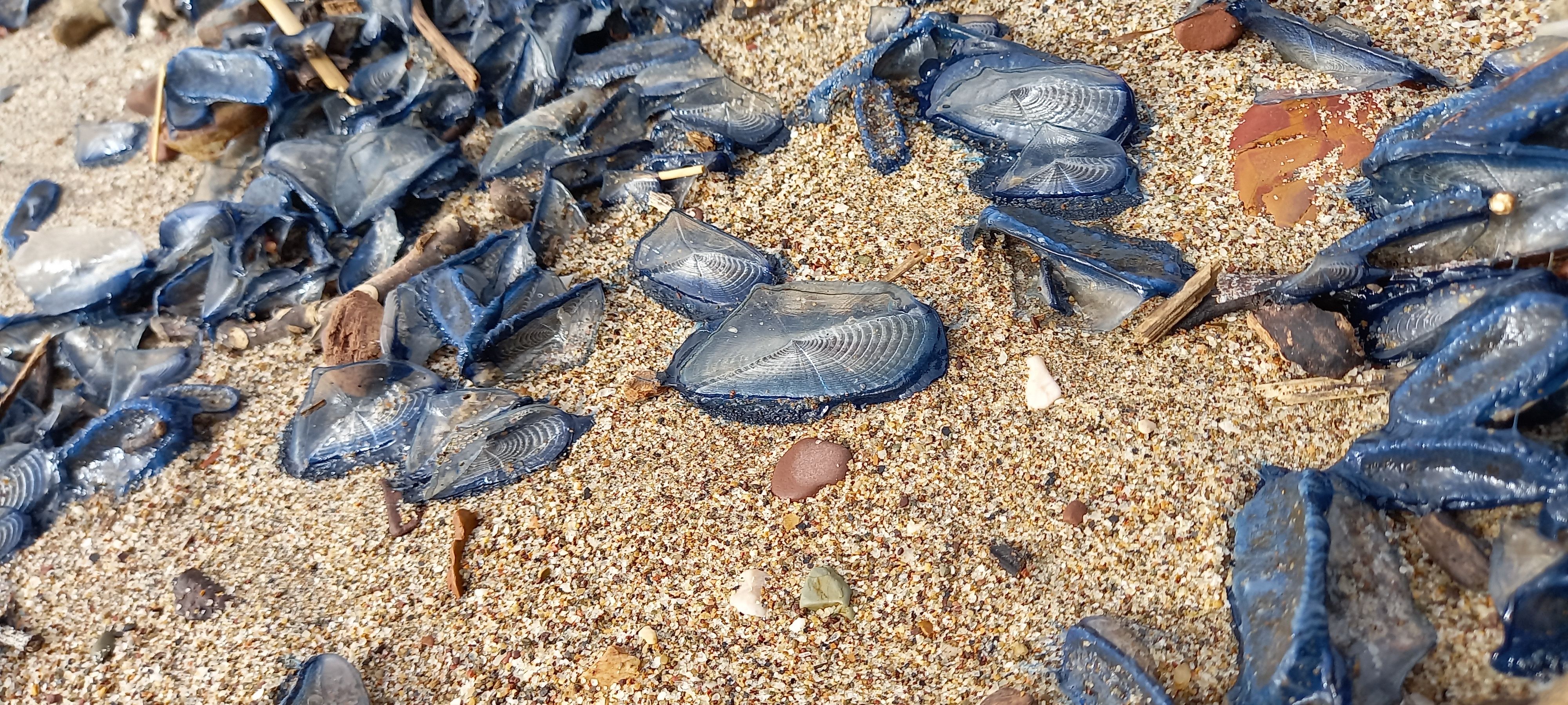 velelle porto azzurro (2)