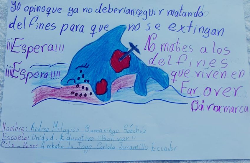 messaggeri disegno bambino ecuador contro strage delifini