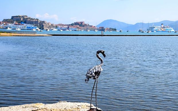 Fenicottero alle terme