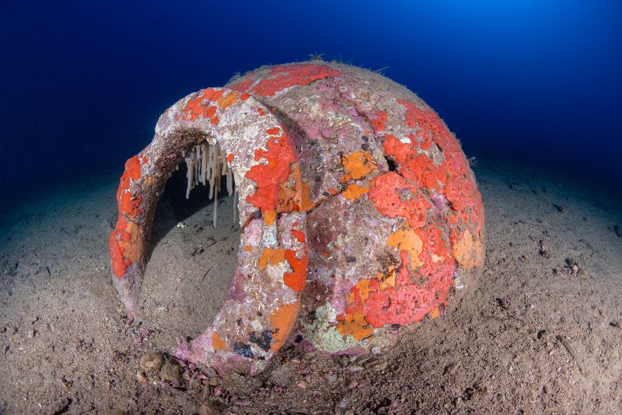 dolium arcipelago 2