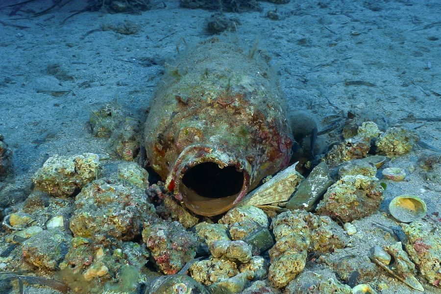 dolium arcipelago 55