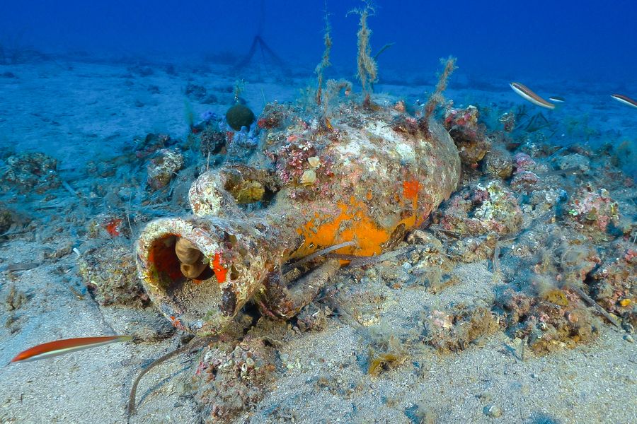 dolium arcipelago 56