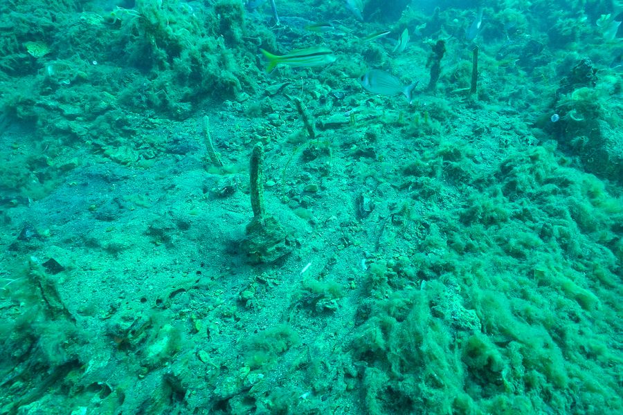 dolium arcipelago 58