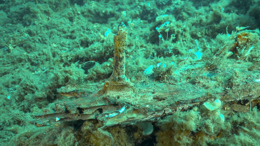 dolium arcipelago 59