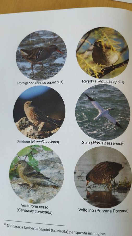 appunti birdwatching (1)