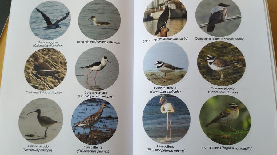 appunti birdwatching (3)