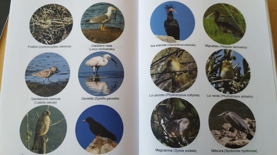 appunti birdwatching (4)