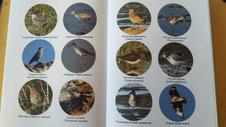 appunti birdwatching (5)