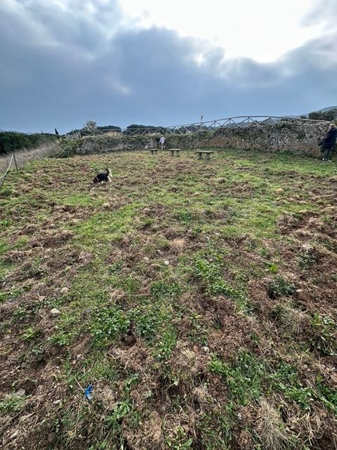 villa grotte invasa da cinghiali (2)