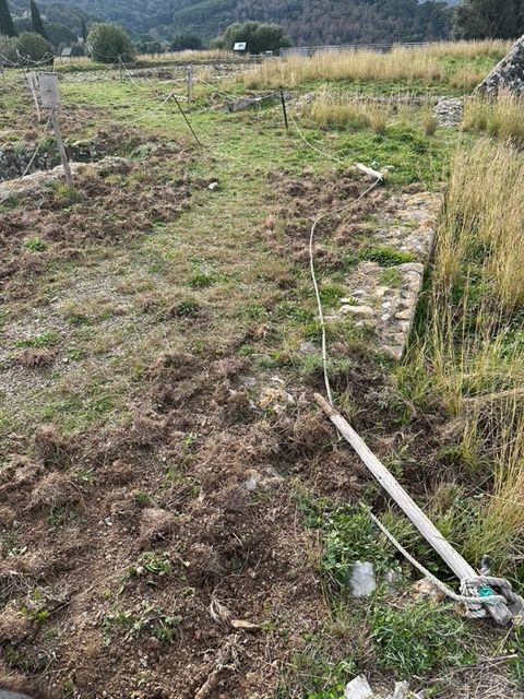 villa grotte invasa da cinghiali (3)