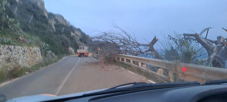 albero caduto anello occidentale