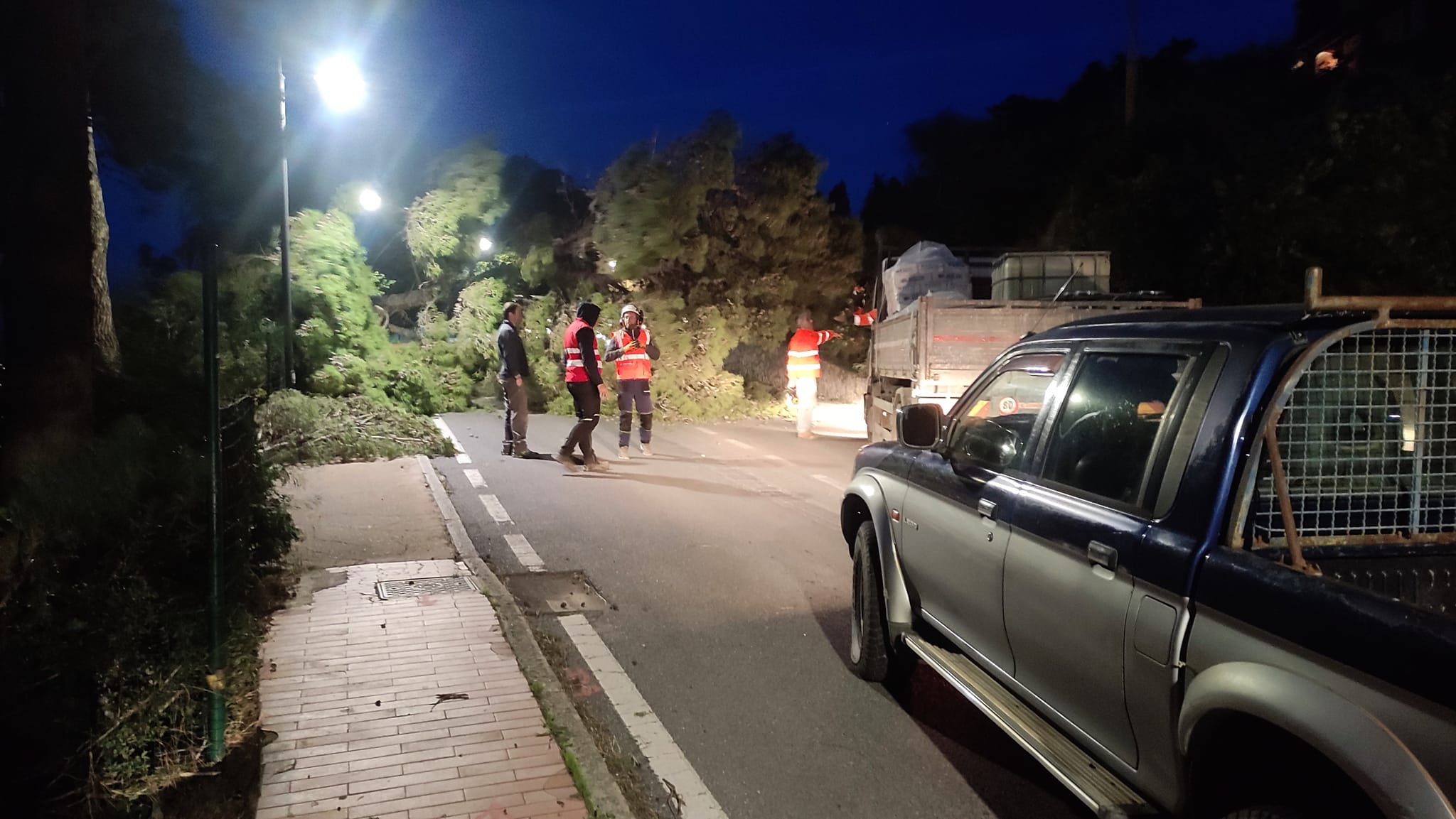 albero caduto procchio 1