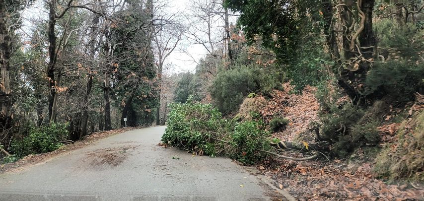 civillina albero caduto