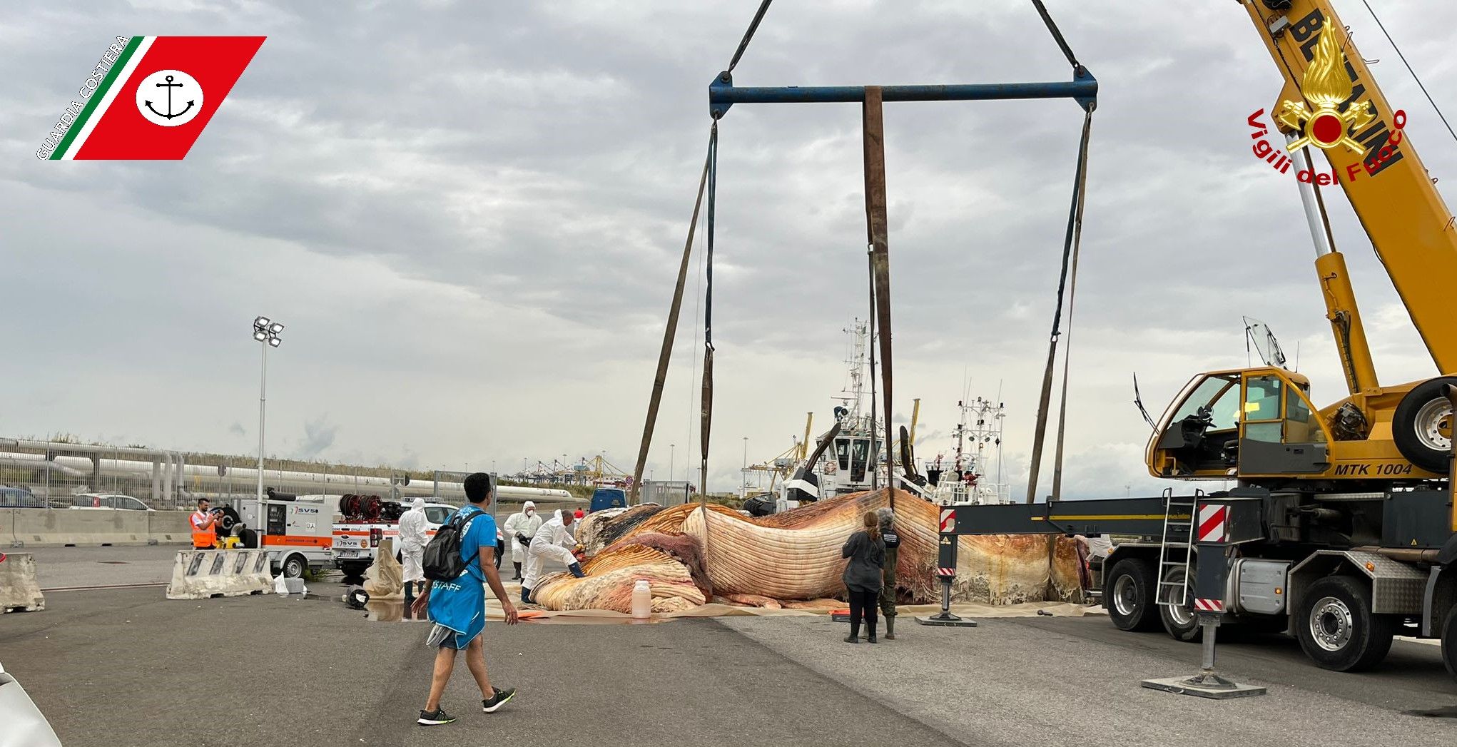 recuperro balenottera2b