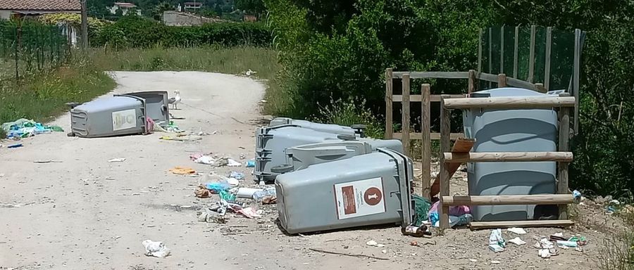 cinghiali e immondizia (1)